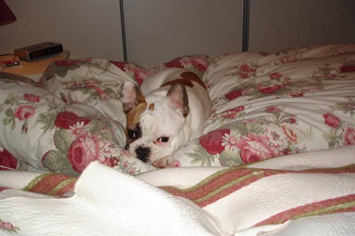 Fransk bulldog Bijous Freja billede 8