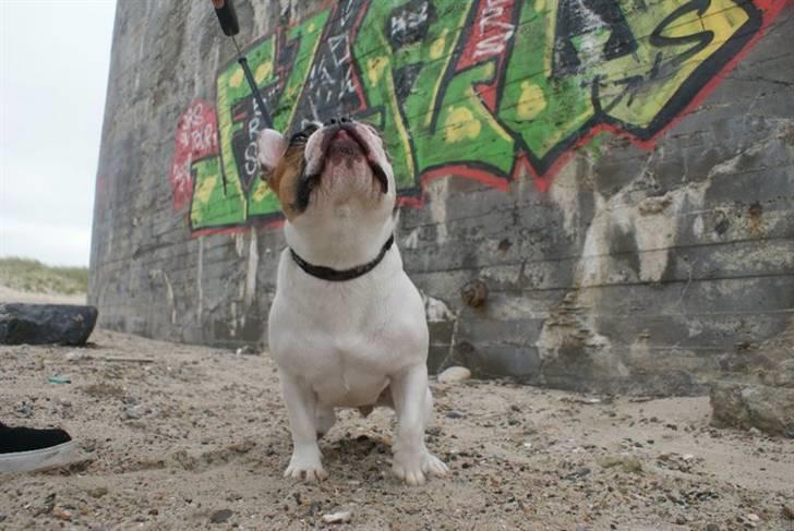 Fransk bulldog Bijous Freja billede 9