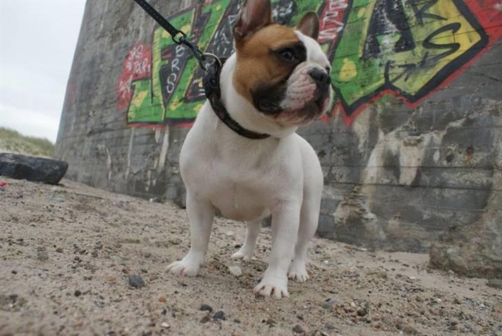 Fransk bulldog Bijous Freja billede 11