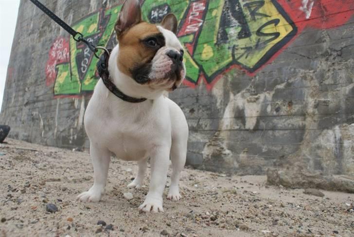 Fransk bulldog Bijous Freja billede 12