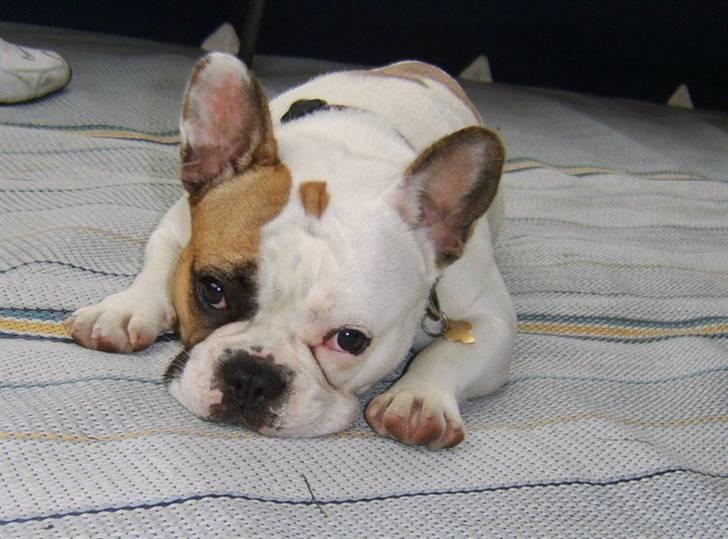 Fransk bulldog Bijous Freja billede 13