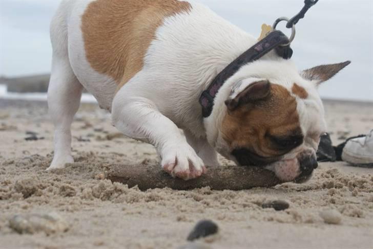 Fransk bulldog Bijous Freja billede 15