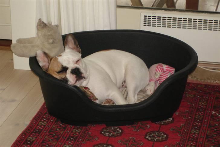 Fransk bulldog Bijous Freja billede 16