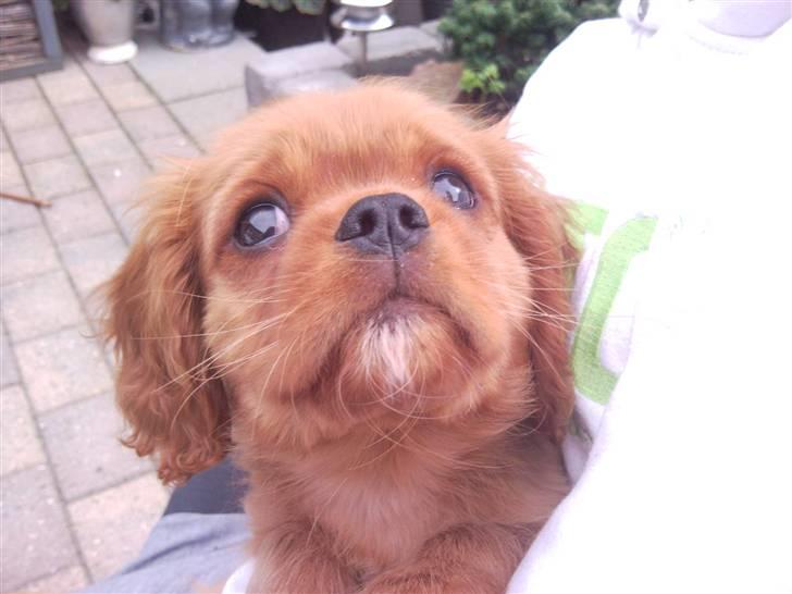Cavalier king charles spaniel Darcy - Darcy som lille billede 2