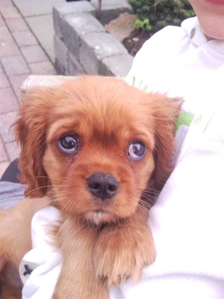 Cavalier king charles spaniel Darcy - Lille Darcy billede 3