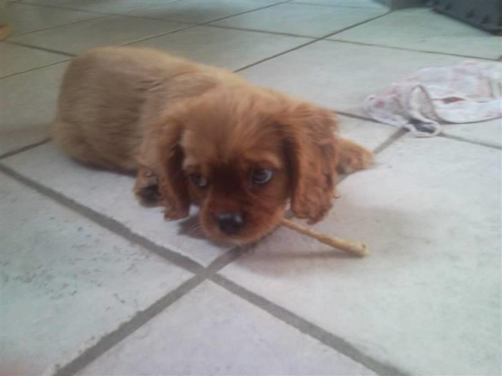 Cavalier king charles spaniel Darcy - Legetid ;) billede 4