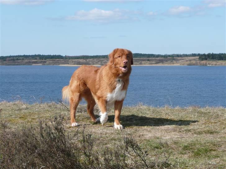 Nova scotia duck tolling retriever Eddie billede 7