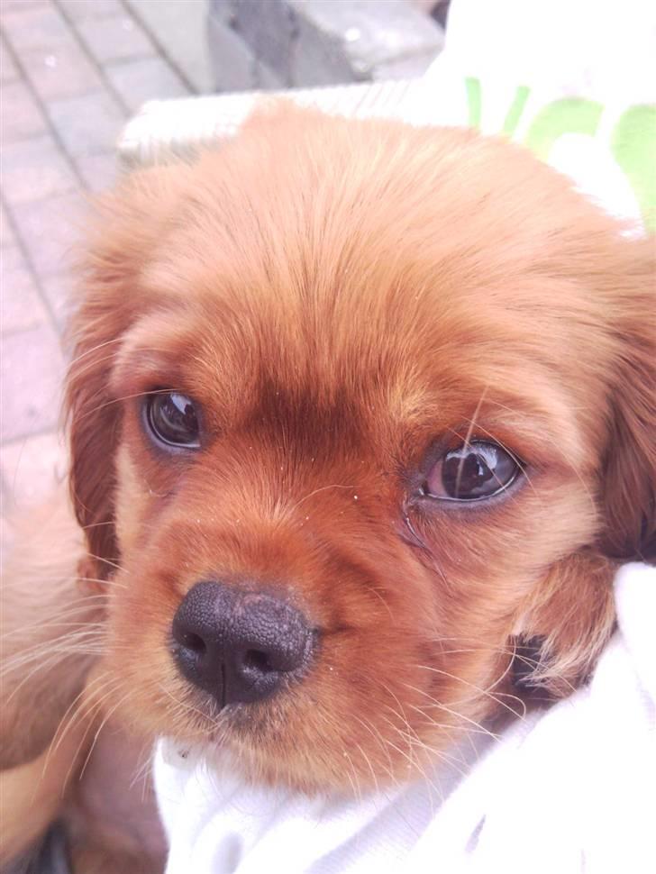 Cavalier king charles spaniel Darcy - Darcy billede 5