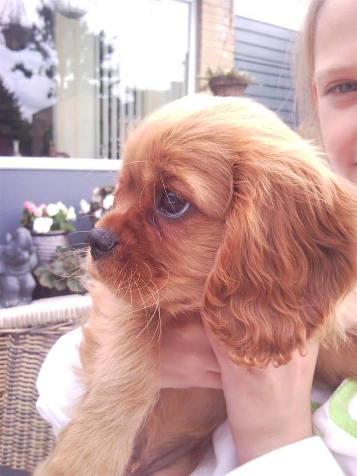Cavalier king charles spaniel Darcy - Smukke Darcy billede 6