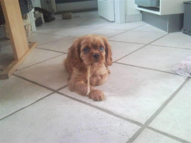 Cavalier king charles spaniel Darcy - Et godt kødben :D billede 7