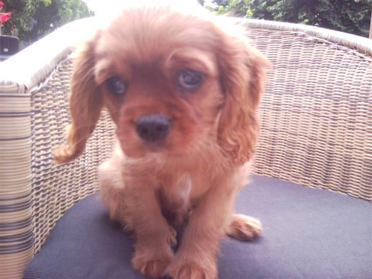 Cavalier king charles spaniel Darcy - Farvel. Lig gerne en kommentar og en bedømmelse :) billede 8