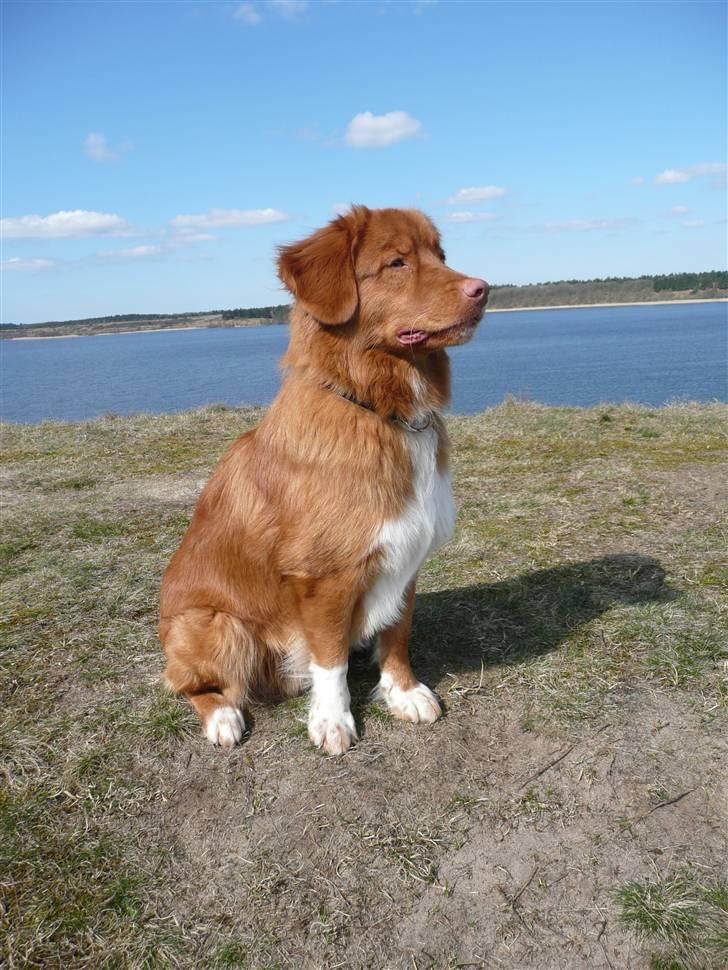 Nova scotia duck tolling retriever Eddie billede 8