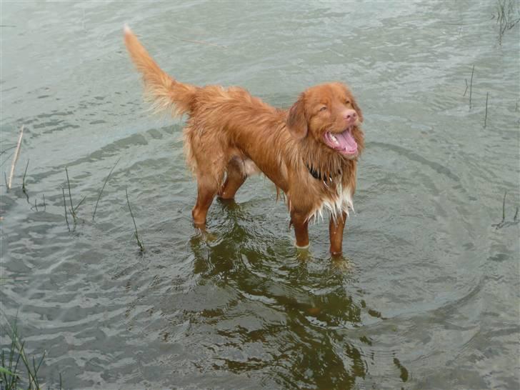 Nova scotia duck tolling retriever Eddie billede 9