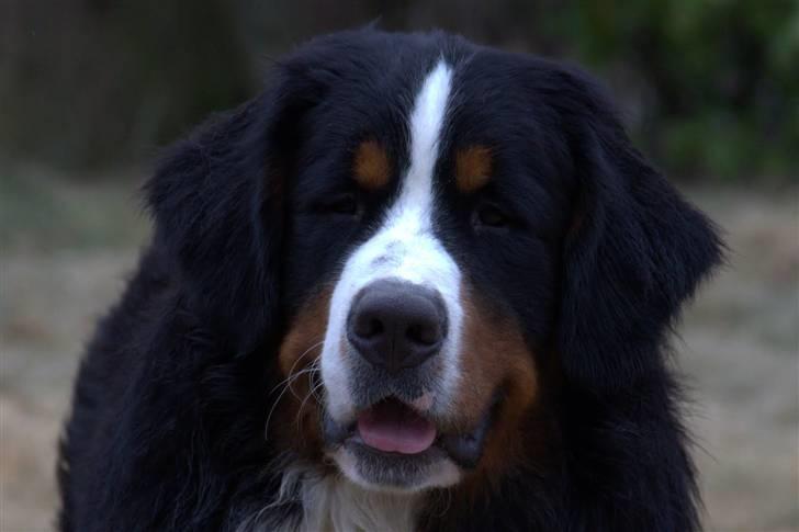 Berner sennenhund Janus - 11 mdr. billede 3