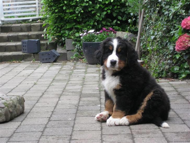 Berner sennenhund Janus billede 4