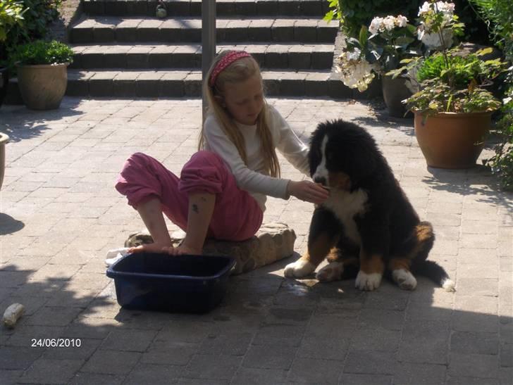 Berner sennenhund Janus billede 5