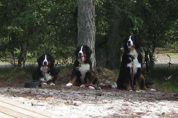Berner sennenhund Janus billede 6