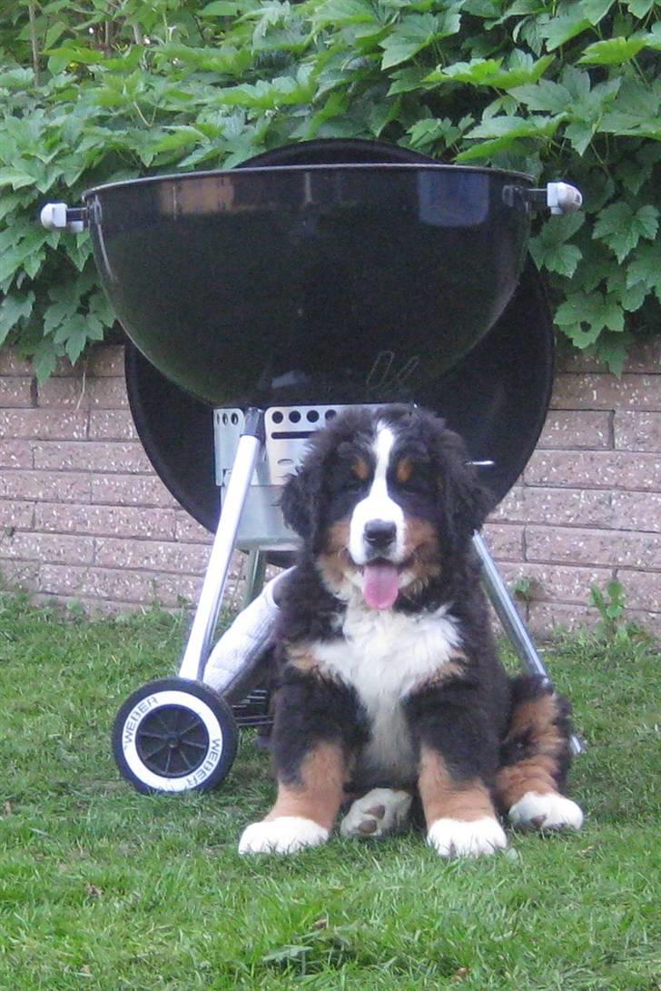 Berner sennenhund Janus billede 7