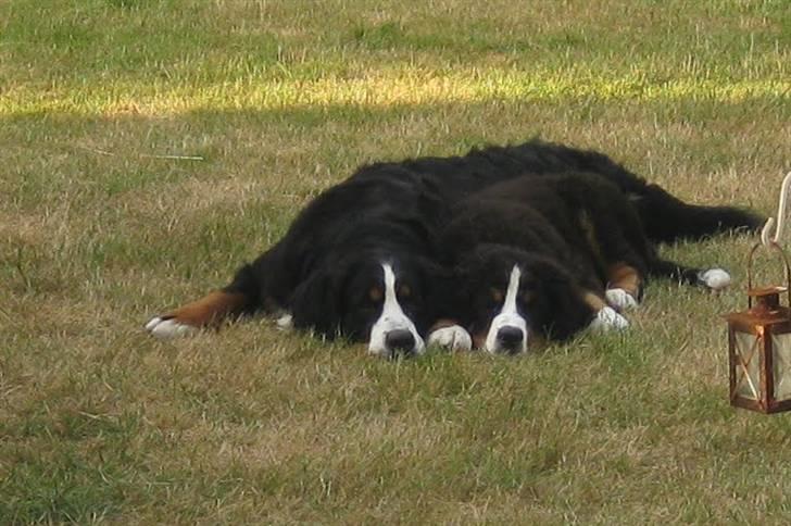 Berner sennenhund Janus billede 8