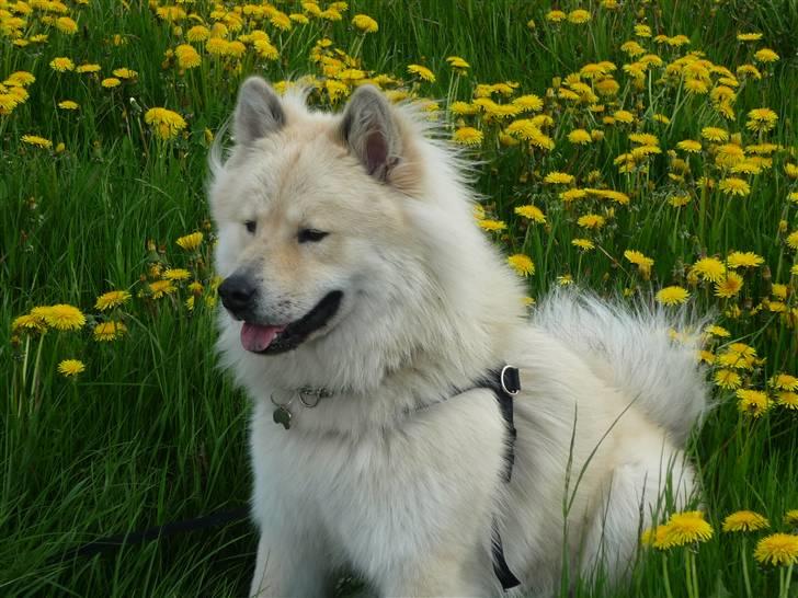 Eurasier Asklunds Charming Cliff - På en mælkebøtte "mark"  Sommer 10. billede 14