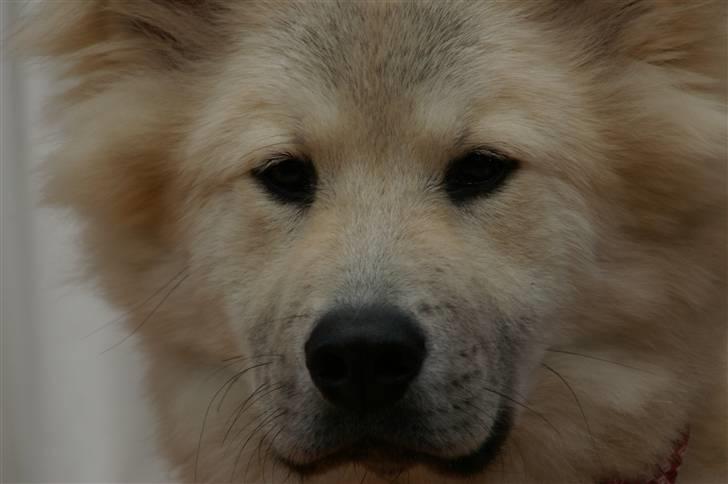 Eurasier Asklunds Charming Cliff - :o) Sommer 09. billede 16