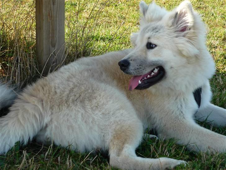 Eurasier Asklunds Charming Cliff - Cliff til Eurasier træf :o) Sommer 09. Tak fordi i kiggede forbi. Smid meget gerne en kommentar&bedømmelse på vejen;) billede 20