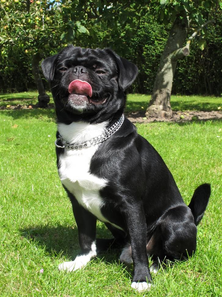 Blanding af racer Chico billede 20