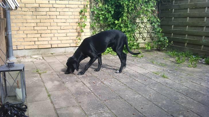 Blanding af racer Mojo 12/3-10 - *21/5-2011* billede 1