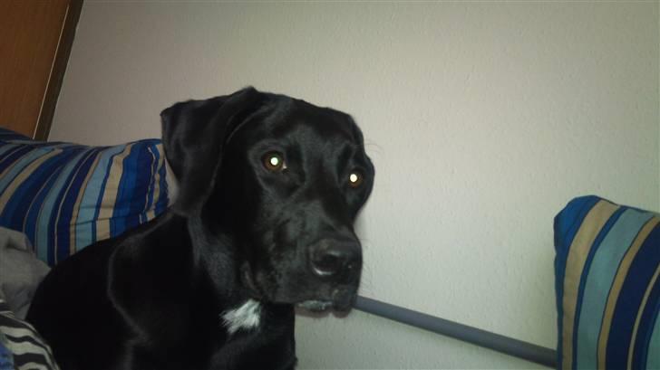 Blanding af racer Mojo 12/3-10 - *21/5-2011* billede 2