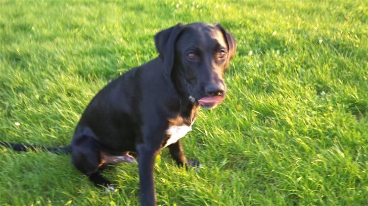 Blanding af racer Mojo 12/3-10 - *21/5-2011* billede 3