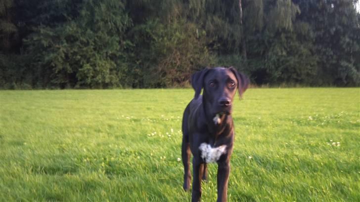 Blanding af racer Mojo 12/3-10 - *21/5-2011* billede 4