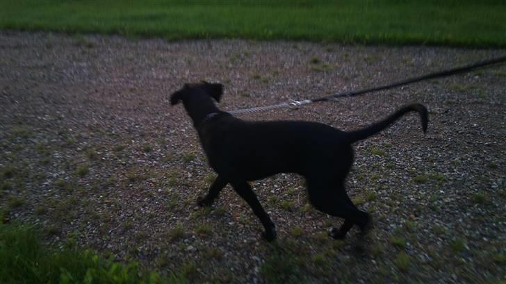 Blanding af racer Mojo 12/3-10 - *21/5-2011* - Det kun kommet med for i kan se kroppen på ham ;) billede 5