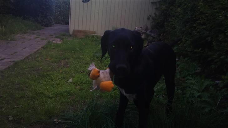 Blanding af racer Mojo 12/3-10 - *21/5-2011* billede 6