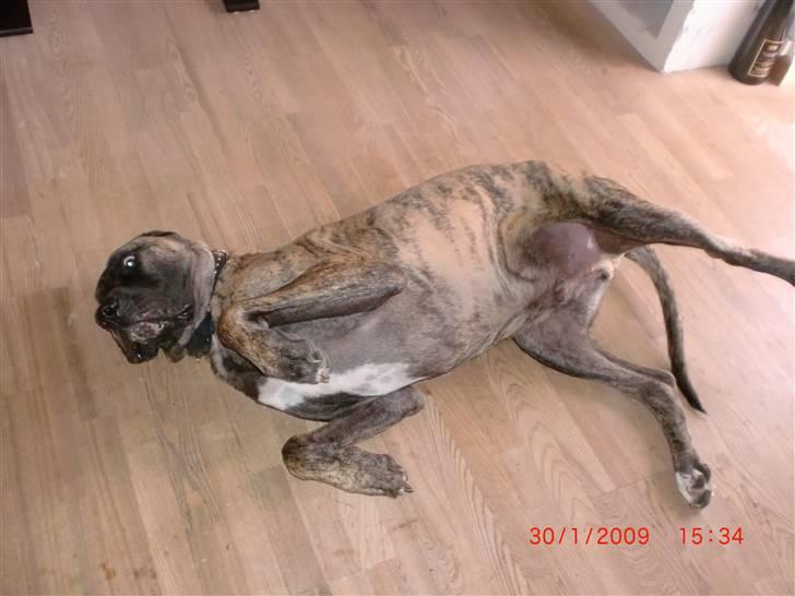 Blanding af racer bølle billede 14