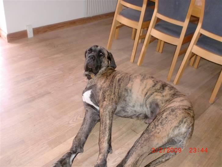 Blanding af racer bølle billede 15