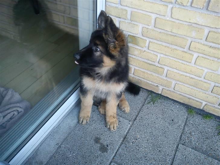 Schæferhund Canto billede 1