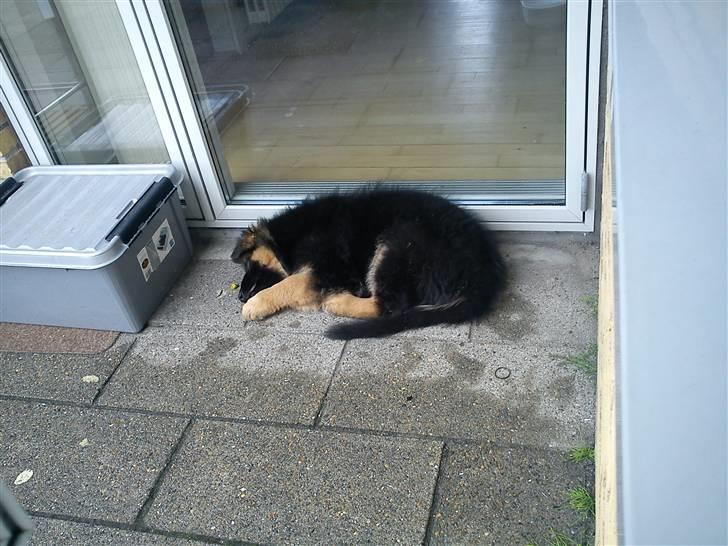 Schæferhund Canto - Sød Lille hundi som vil sove ude:) billede 2