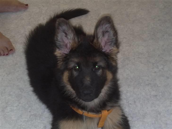 Schæferhund Canto - Canto billede 3