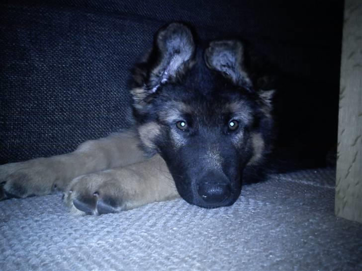 Schæferhund Canto billede 4