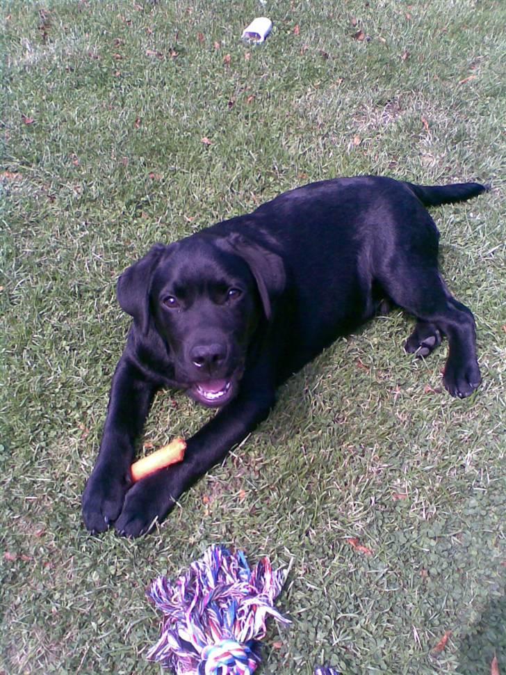 Labrador retriever MAX billede 1