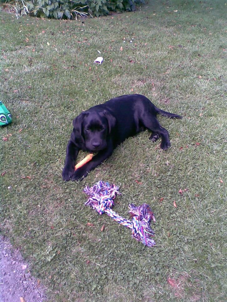 Labrador retriever MAX billede 2