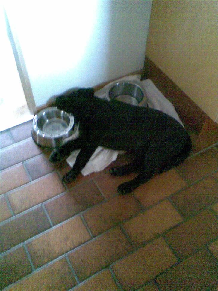 Labrador retriever MAX - Det er vigtigt at være tæt på madskålen, også når man sover ! billede 3