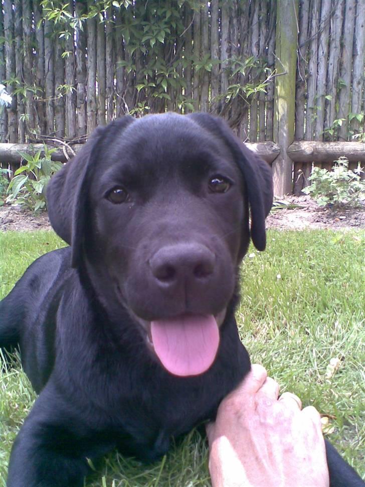 Labrador retriever MAX billede 4