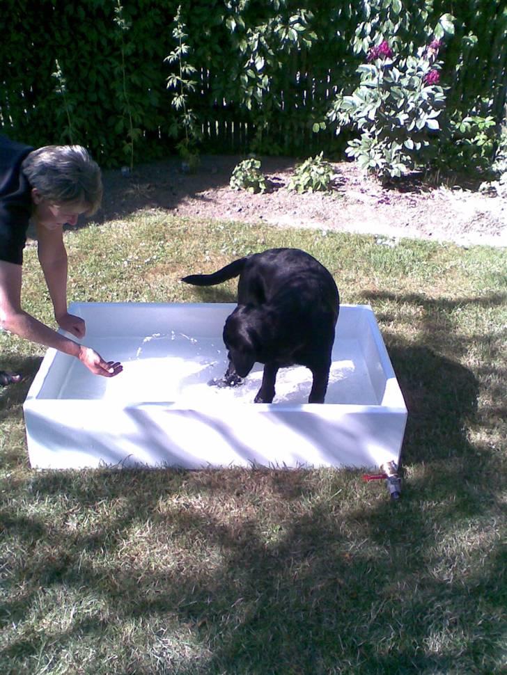 Labrador retriever MAX - .. og det er dejligt at have sit eget badekar i haven billede 5