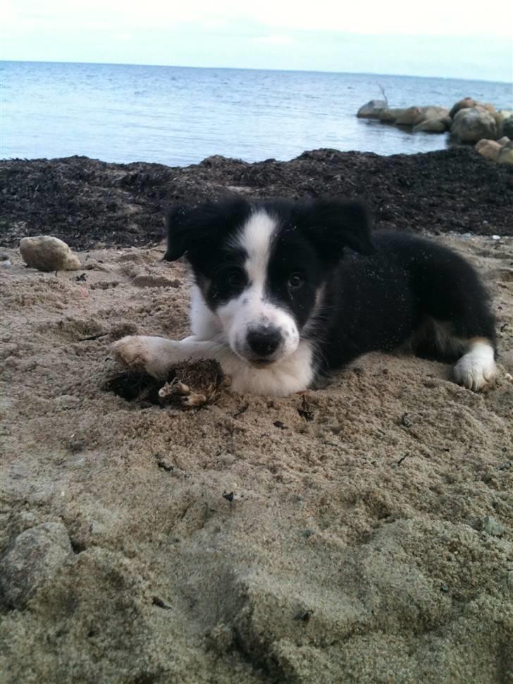 Border collie Messi - på stranden for 1 gang:) billede 6