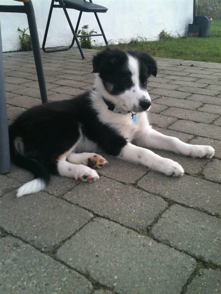 Border collie Messi billede 7