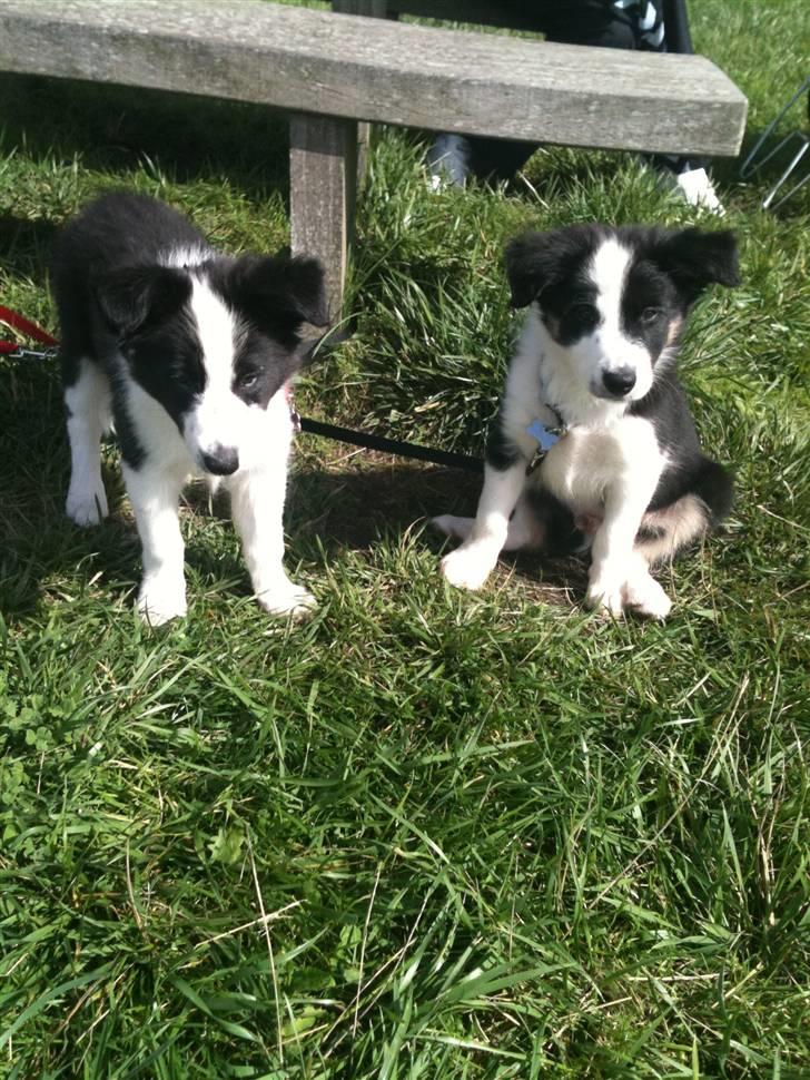 Border collie Messi - Min søster Schelly og jeg:) billede 8