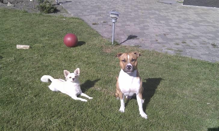 Amerikansk staffordshire terrier Neelix billede 2