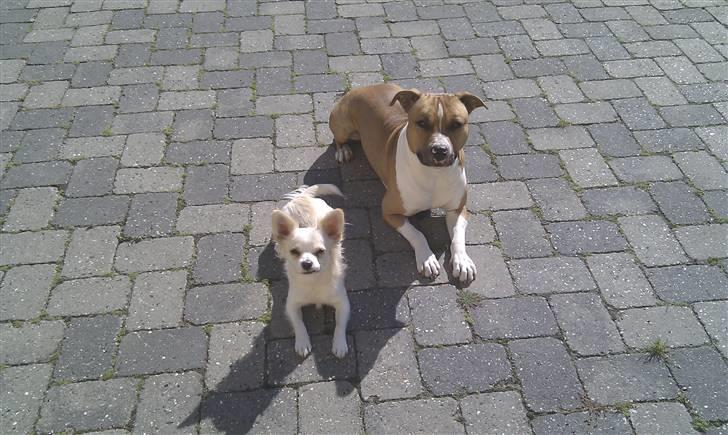 Amerikansk staffordshire terrier Neelix billede 3