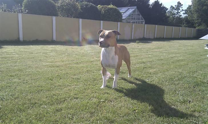 Amerikansk staffordshire terrier Neelix billede 4